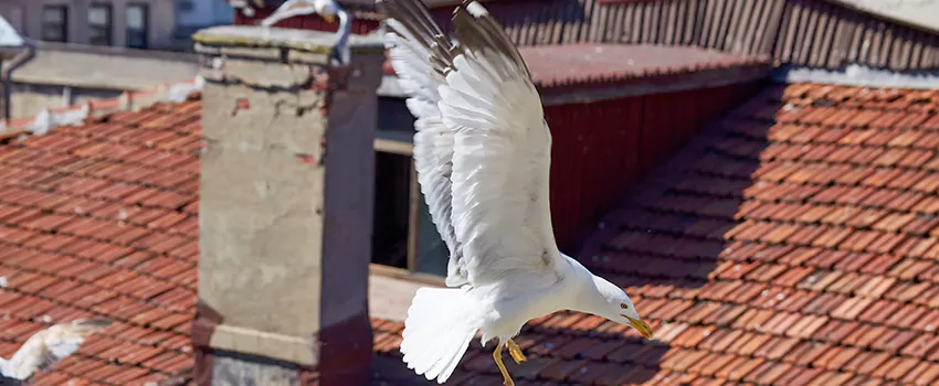 Residential Chimney Animal Removal Solution in Thomasville, GA